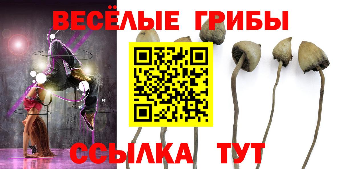 Псилоцибиновые грибы Cubensis Сальск